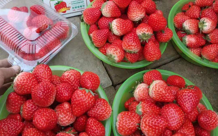 已经成熟的草莓。受访者供图