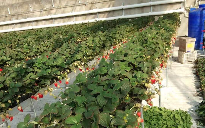 棚里的草莓陆续成熟了。受访者供图