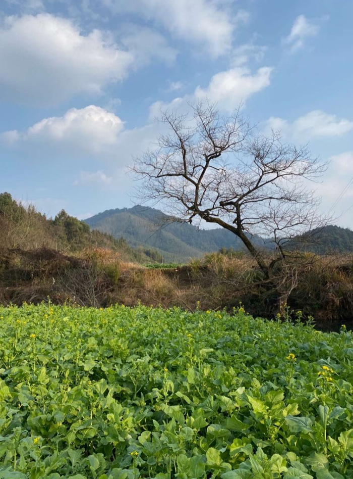 已经开花的油菜花田，小毕摄