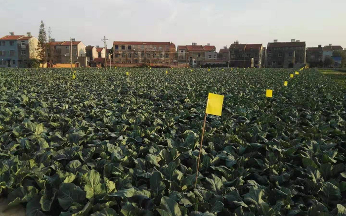 花椰菜地一片绿意盎然。受访者供图