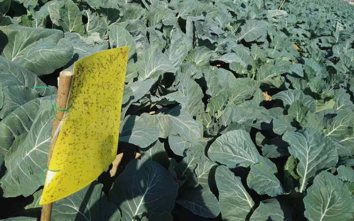 现在是花椰菜植保关键期。受访者供图