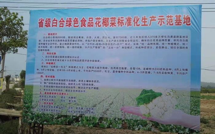 当地种植的花椰菜是生产示范基地。受访者供图