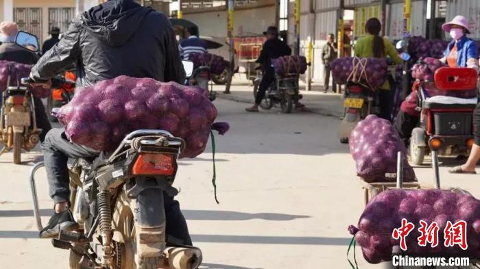 图为村民运送洋葱。　朱薇 摄