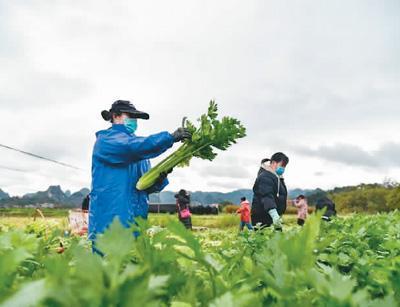 朱家兄弟和2万斤西芹