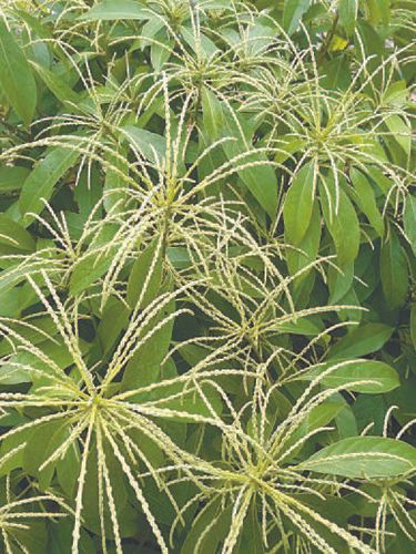 开花的木姜叶　柯杨志玲供图