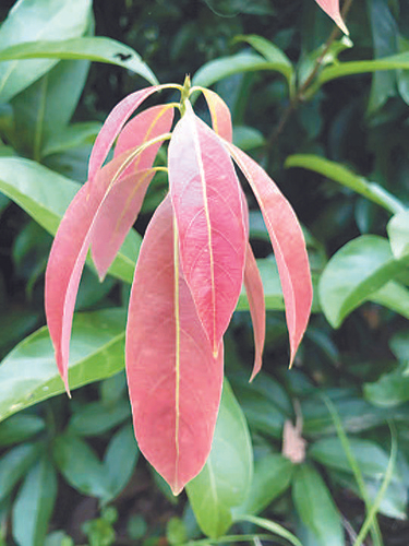 木姜叶柯嫩叶 杨志玲供图