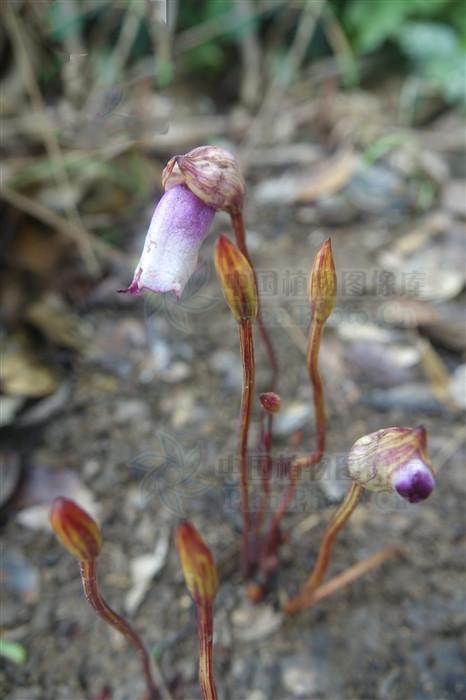 野菰，见过吗？可用于扁桃体炎，咽喉炎，尿路感染，骨髓炎