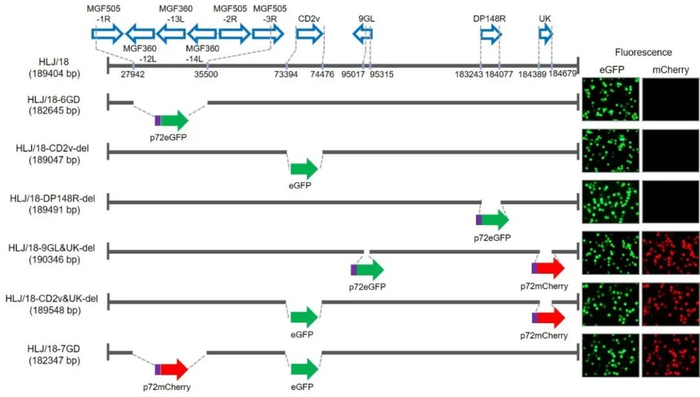 图1：非洲猪瘟病毒不同基因缺失候选疫苗的构建