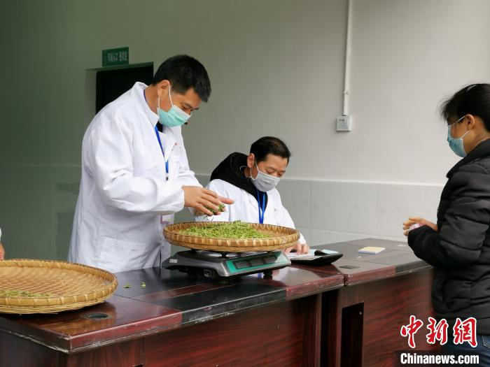     雀舌鲜叶收购。　陈本强　摄