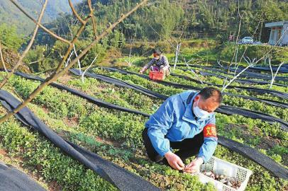 四川战疫助贫的“十八般武艺”