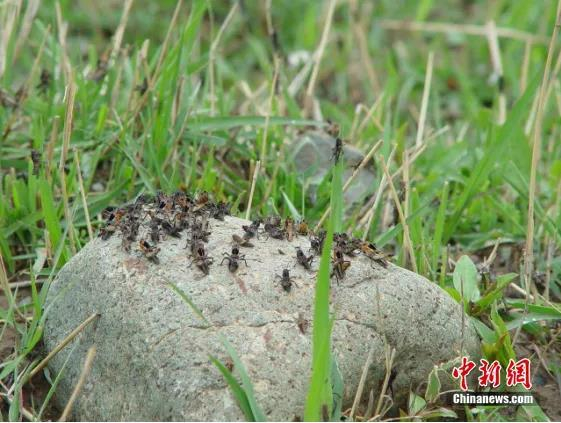 图为西藏飞蝗发生危害状。王文峰 供图