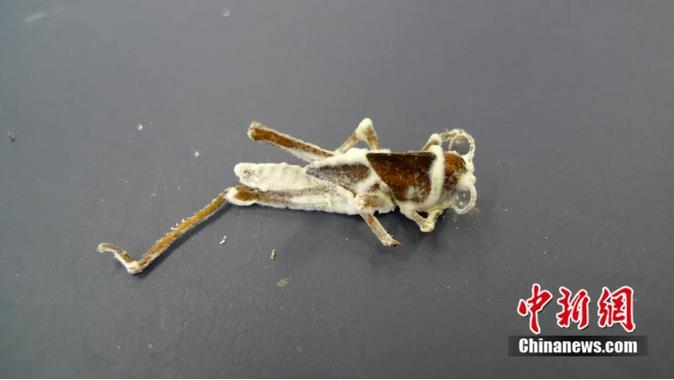 图为试验条件下试验条件下白僵菌感染的西藏飞蝗。王文峰供图