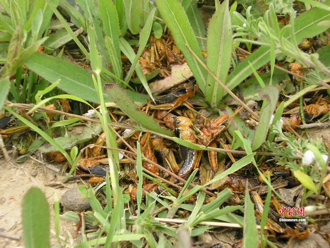图为防治后的西藏飞蝗。王文峰 供图
