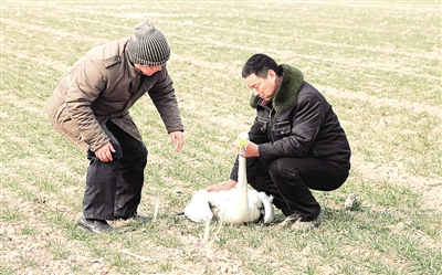 张明云（右）在救助受伤的白天鹅  光明图片 王宏伟摄