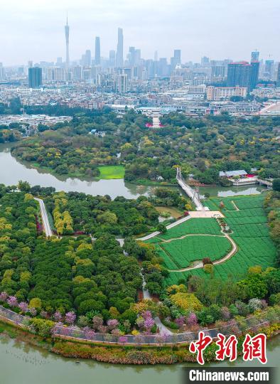 从广州海珠国家湿地公园可以远眺广州塔  程景伟摄