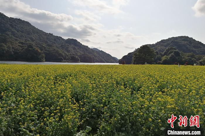 广州石门国家森林公园的油菜花绽放  程景伟摄