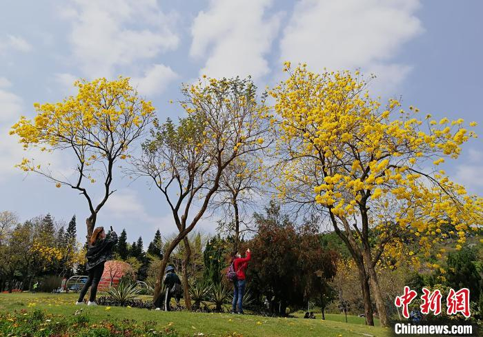 广州白云山云台花园的黄花风铃木一片金黄色  程景伟摄