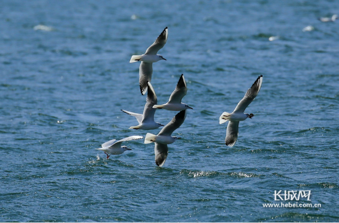 金鳞点点，鸥鸟齐飞。徐贺齐 摄