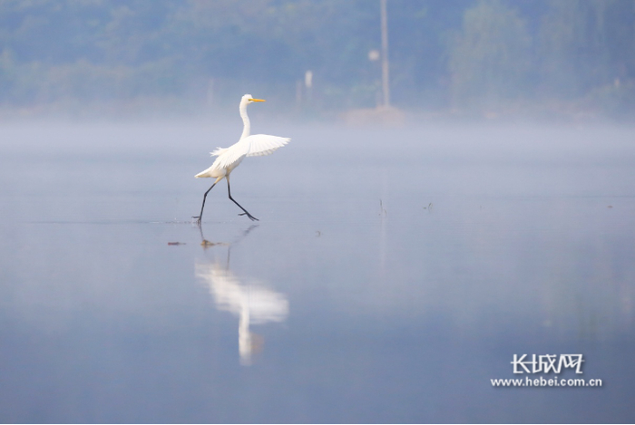 独舞——水上芭蕾。徐贺齐 摄