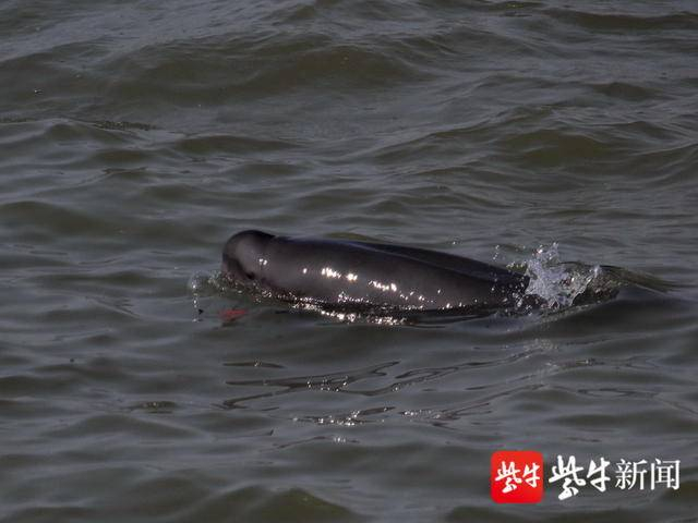 图为南京市民拍江豚时意外拍到了野猪。