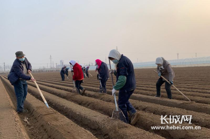 宁源蔬菜种植基地工作人员正在平整垄台。通讯员 供图