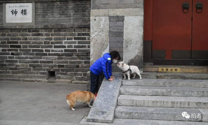  △&nbsp;2月27日，钟鼓楼文化广场，一位女生在和宠物狗玩闹。摄影/新京报记者浦峰