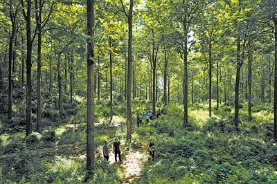 云南畹町地区柚木人工林林相 王西洋供图