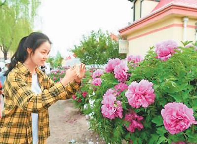 游客拍摄牡丹美景  梁永吉摄