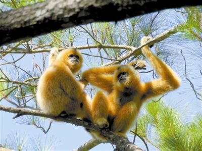 霸王岭海南黑冠长臂猿