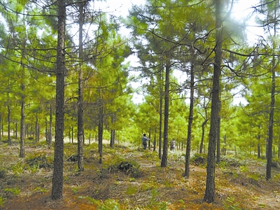 湖南茂源公司的火炬松幼林 龚细娟摄