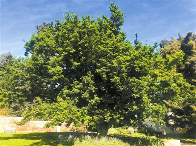 绿荫如盖的栎树 吴立文摄