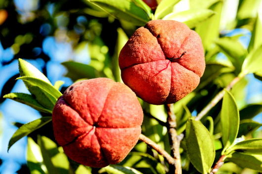 低效林改造后，威宁高山油茶果实大、产量高