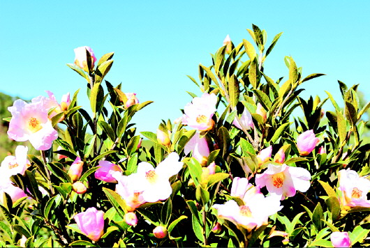 冬末初春，威宁油茶花盛开 