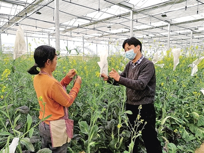  国家产业体系岗位科学家万正杰（右）日前在韶关指导春耕生产。华中农业大学供图