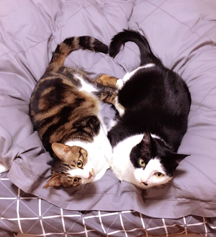 老大Panda和老三Five