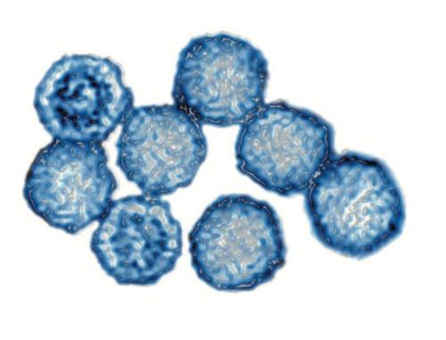 图为鼻病毒，感冒最常见的元凶。图源：《病毒星球》