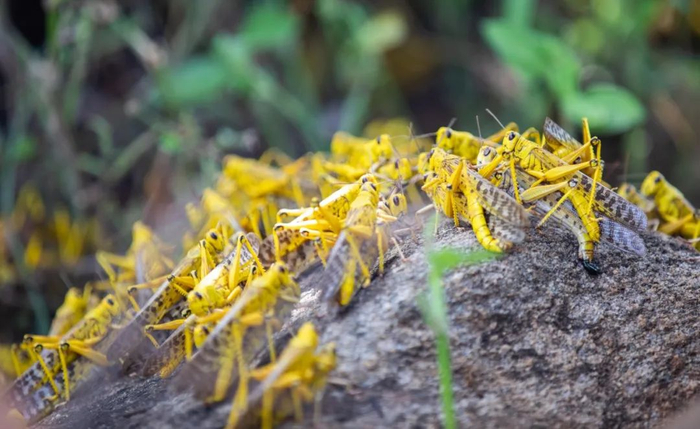 ▲2月20日在肯尼亚基图伊一处农场拍摄的蝗虫。新华社记者 张宇 摄