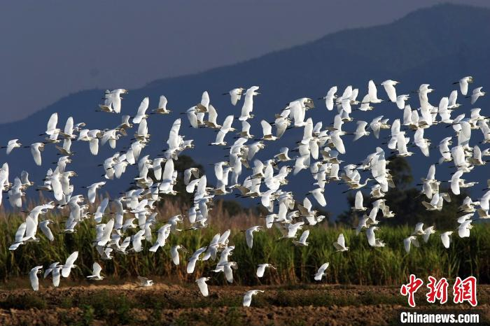     图为白鹭鸶。　罗爱东　摄