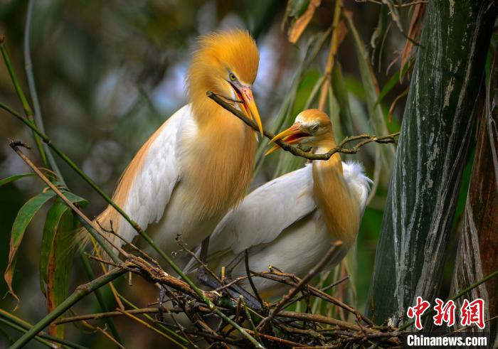 图为牛背鹭。　钱明富 摄