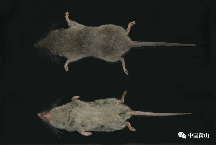  安徽麝鼩。 来源：黄山风景区管委会