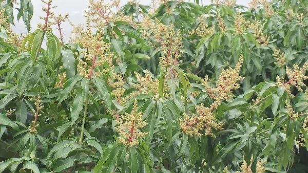 开花的芒果树。受访者供图