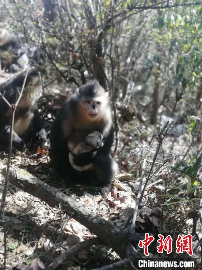 图为母猴零乙诞下婴猴。　赖建东 摄