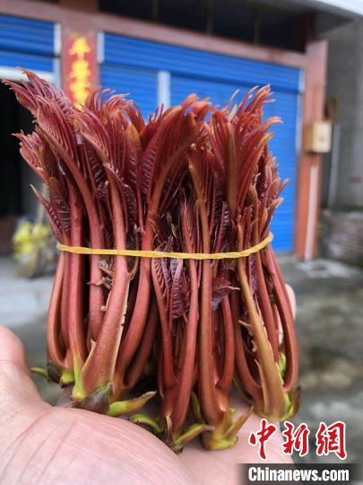 “中国香椿第一县”大竹县迎来丰收季。大竹县委宣传部供图