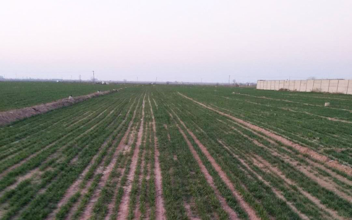 藁城区土山村小麦田。 受访者供图