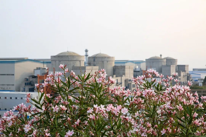 ▲中广核阳江核电基地70米观景平台夹竹桃盛开