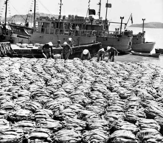 当年舟山渔场的繁荣景象