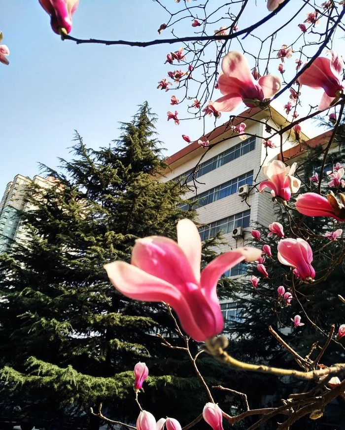 ▲西安中核核仪器有限公司核仪器办公楼外，玉兰花开