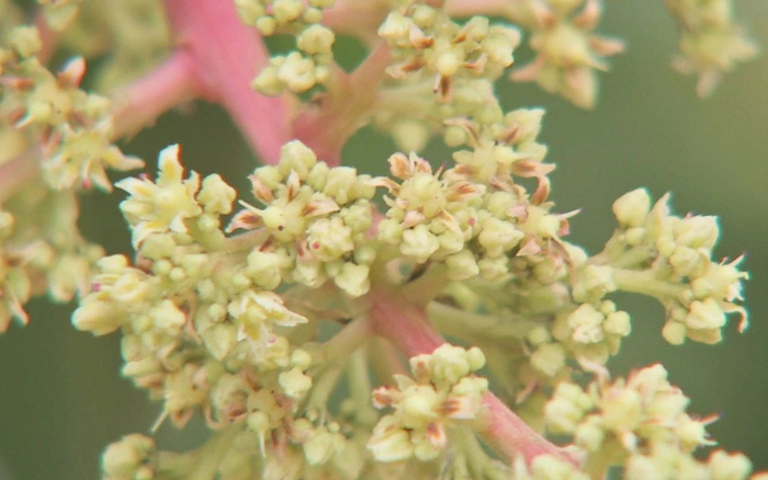 芒果花序。受访者供图