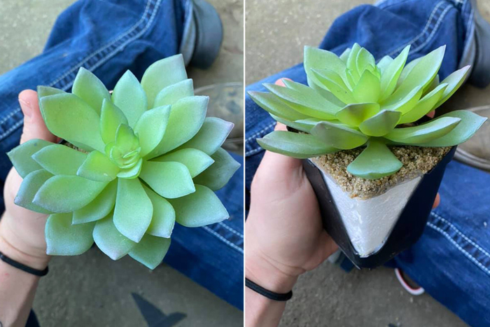 假的多肉植物（图源：《纽约邮报》）