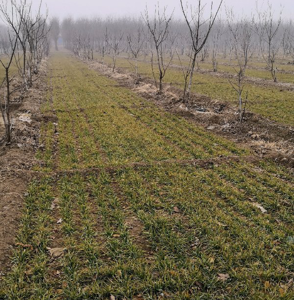 村民家小麦田出现问题，发图片咨询刘志连。受访者供图